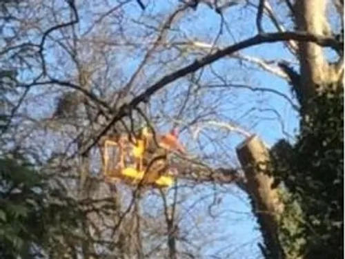 Manifestation contre l’abattage d’arbres au parc Montmuzard 